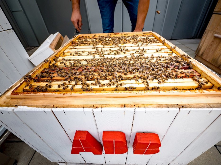 Usare l’apicoltura per l’analisi dei dati